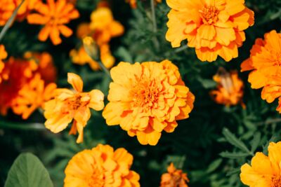 農業センターに咲いていたマリーゴールド。オレンジだから他の花より目立っていた。MARIGOLDといえば、9/30のイベントホールの試合を長男(9)と観戦する予定。それも楽しみ。

マリーゴールド
MARIGOLD
イベントホール
カメラ入門
SONYα7ⅳ
SONY70200F4g2Macro
フリーランス
税理士
独立