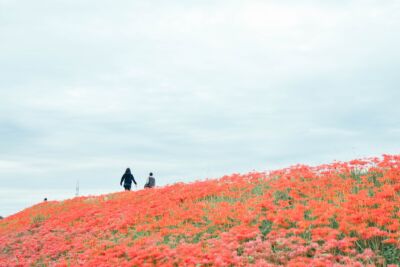 9月下旬に一度行ってみたら、
今年は満開の時期が遅いとかで咲いてなくて、空振り。で、今週なんとかリベンジに成功。

半田市
ヒガンバナ
新美南吉記念館🦊そば
カメラ入門
sonyα7ⅳ
sony24mmf14gm
フリーランス
税理士
独立