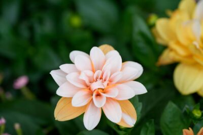 道中で咲いていた花を撮ってみた。でも名前はわからない。ChatGPTで聞いたらダリアの花
Googleレンズに聞いてもダリアの花

じゃあ、ダリアの花ってことにしておこうか。

ダリアの花
sonyα7ⅳ 
sony70200f4g2macro 
カメラ入門
フリーランス
税理士
独立