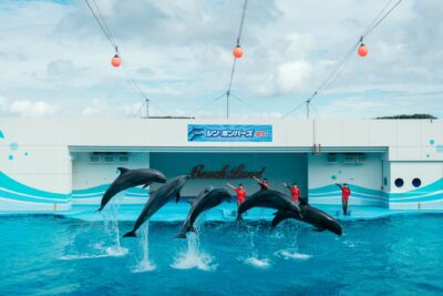 南知多ビーチランドのイルカたち。同じタイミングでジャンプできるイルカのチームワークと頭のよさ。あらためて実感。

南知多ビーチランド
イルカたちのジャンプ
シン・ボンバーズ誕生
イルカショー2回見た 
sonyα7ⅳ 
sony24mmf14gm 
カメラ入門
フリーランス
税理士
独立